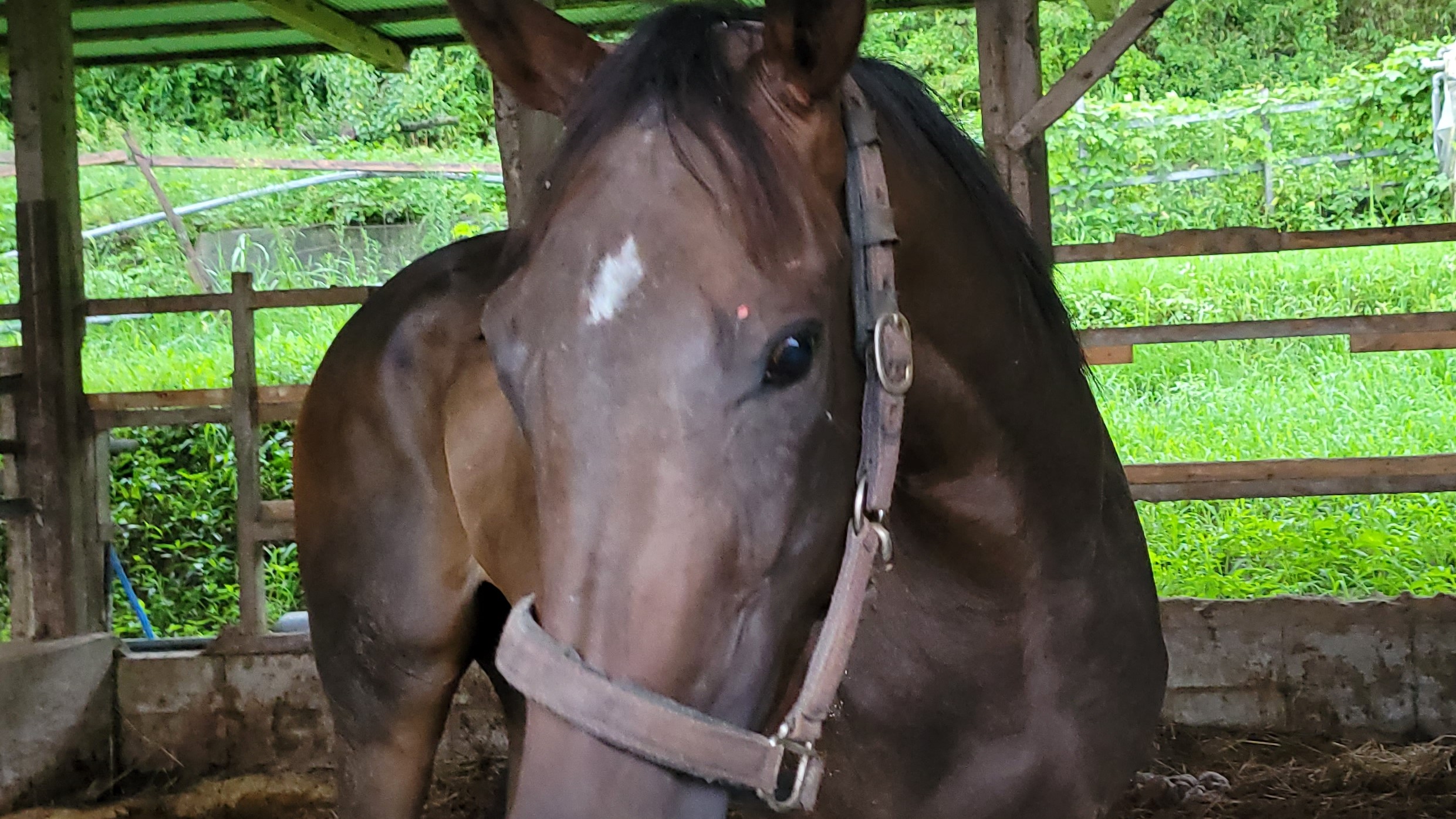 肥育場からの引き取り、競馬場や牧場からの引退馬の引き取り等。林由真