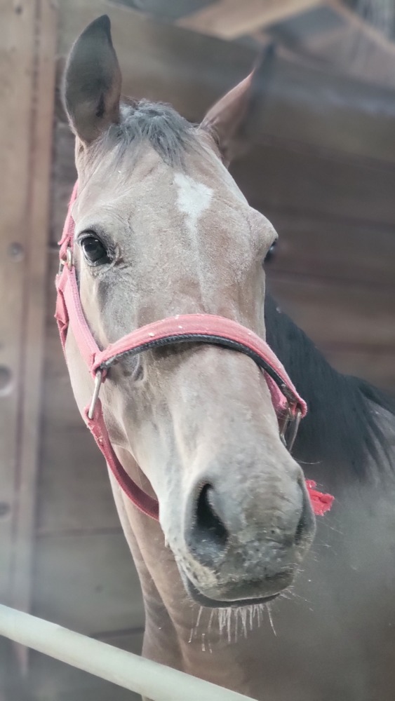 馬名：エル号／鹿毛（推定3～5歳）牝（肥育場からやって来た馬）