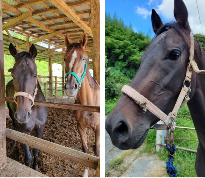 10/19　引退競走馬の殺処分!?　あの時、肥育場でたまたま出会った馬との約束～！